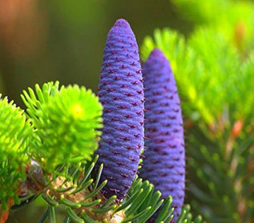 Abies Koreana Flower seeds for Planting - Shade Tolerant, Heirloom & GMO Free Seeds for Home Garden