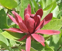 Calycanthus Floridus Seeds for Planting for Flower Bed
