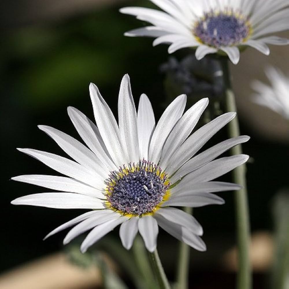 White Arctotis Grandis Seeds for Planting | Stunning Flower Seeds for Your Garden