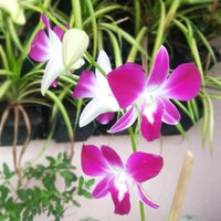 White Pink Phalaenopsis Orchid Seeds for Planting Colorful Display Heirloom & GMO Free Seeds for Home Garden
 
 Sale