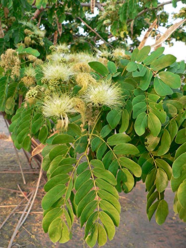 Cream Albizia Flower Seeds for Planting Hardy Variety Heirloom & GMO Free Seeds for Home Garden
 
 Sale