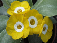 Yellow Primrose Primula vulgaris Hoch Seeds for Planting cottage garden spring border