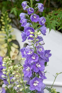 Lila Delphinium Mix Samen for Planting flower bed