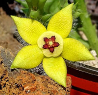 Stapelia Pulchella Flower seeds for Planting Colorful Display Heirloom & GMO Free Seeds for Home Garden