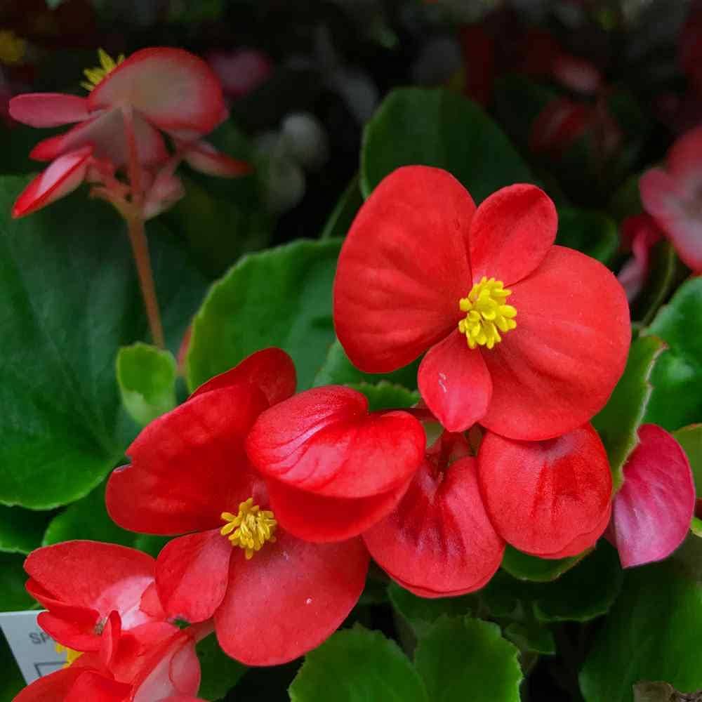 Red Begonia Flower seeds for Planting Vibrant Colors Heirloom & GMO Free Seeds for Home Garden 
 
 Sale