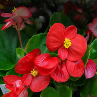 Red Begonia Flower seeds for Planting Vibrant Colors Heirloom & GMO Free Seeds for Home Garden 
 
 Sale