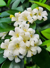 White Murraya Paniculata Flower seeds for Planting - Long Bloom Season, Heirloom & GMO Free Seeds for Home Garden
