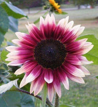 Pink and White Sunflower Seeds for Planting