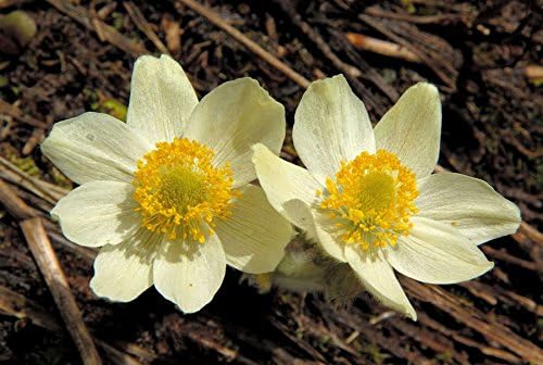 White Anemone Pulsatilla Flower seeds for Planting Vibrant Colors Heirloom & GMO Free Seeds for Home Garden