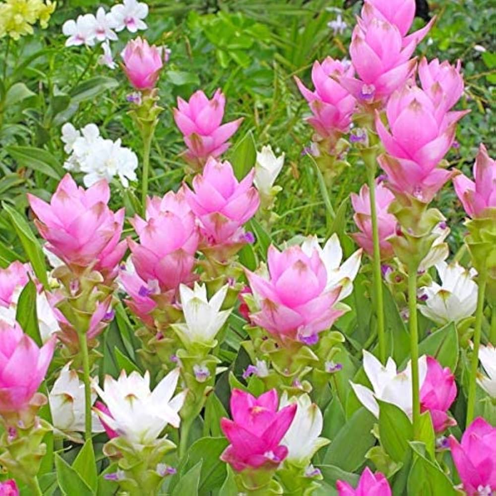 Heirloom Siam Tulip Flower seeds for Planting Compact Growth Heirloom & GMO Free Seeds for Home Garden