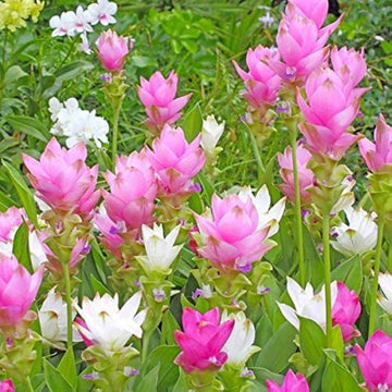 Heirloom Siam Tulip Flower seeds for Planting Compact Growth Heirloom & GMO Free Seeds for Home Garden