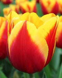 Tulip Yellow Red Flower seeds for Planting - Premium Quality, Heirloom & GMO Free Seeds for Home Garden