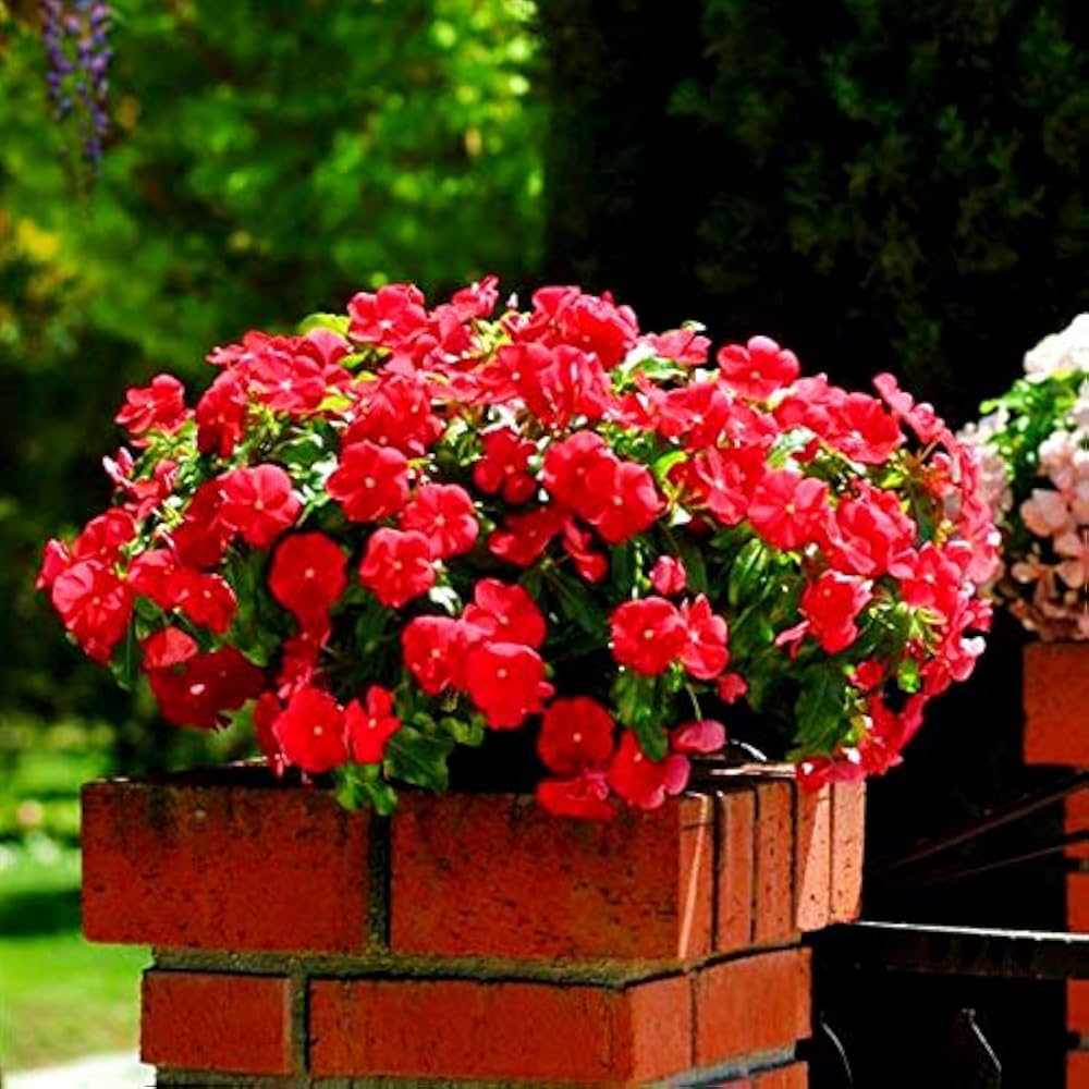 Pervinca Dark Red Flower Seeds for Ground Cover Blooms