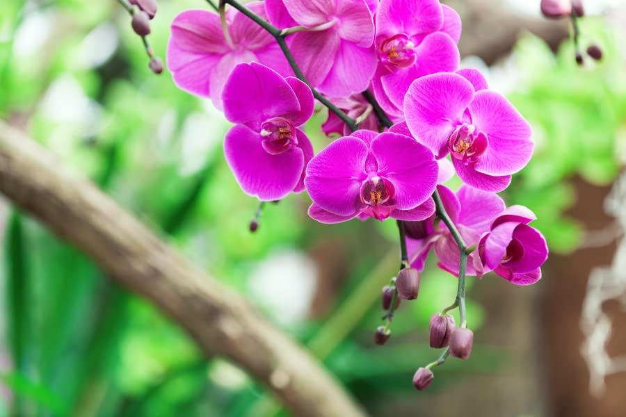 Purple Orchid Flower seeds for Planting Premium Quality Heirloom & GMO Free Seeds for Home Garden