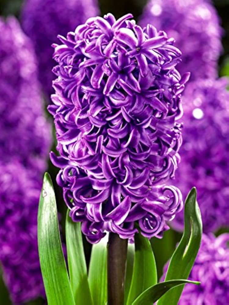 Violet Hyacinth Flower seeds for Planting - Cottage Garden Essential, Heirloom & GMO Free Seeds for Home Garden