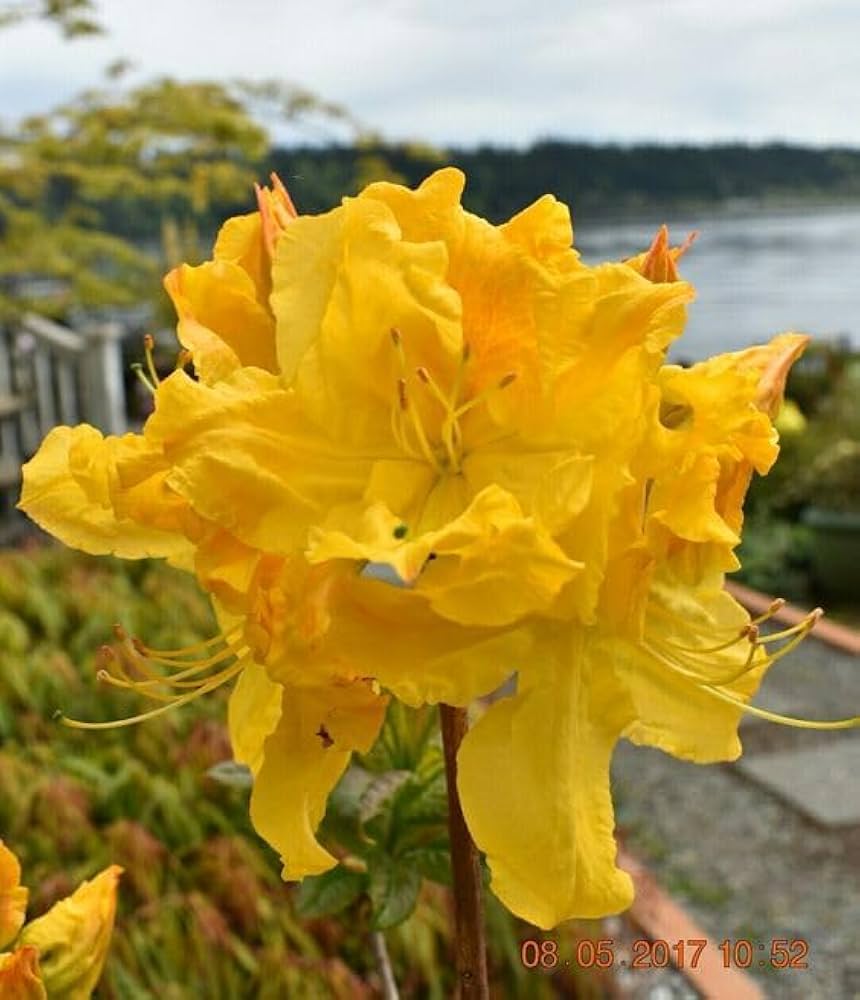 Dark Yellow Azalea Flower seeds for Planting Sun Loving Heirloom & GMO Free Seeds for Home Garden