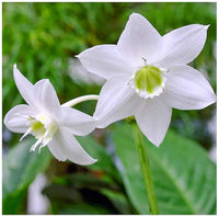 Perfume Lily Flower Seeds for Fragrant, Elegant Blooms