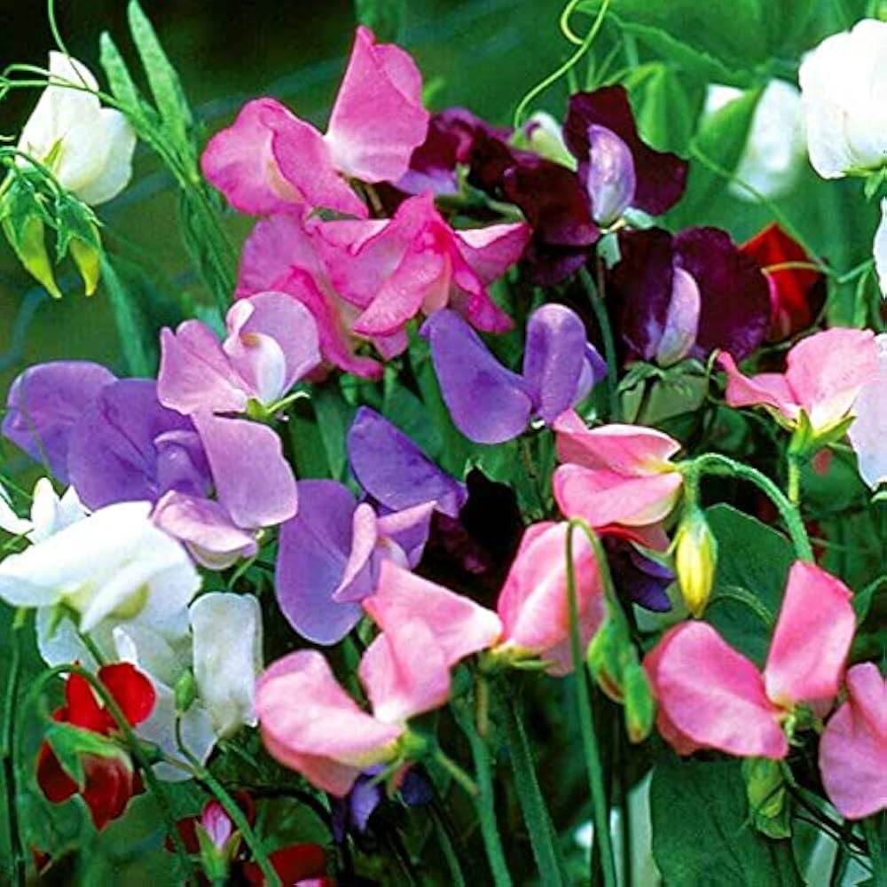 Mixed Sweet Pea Flower Seeds for Planting Premium Quality Heirloom & GMO Free Seeds for Home Garden
 
 Sale