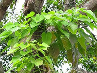 Hura Crepitans Tree Seeds for Planting - Premium Quality, Heirloom & GMO Free Seeds for Home Garden
 
 Sale seeds for home garden
