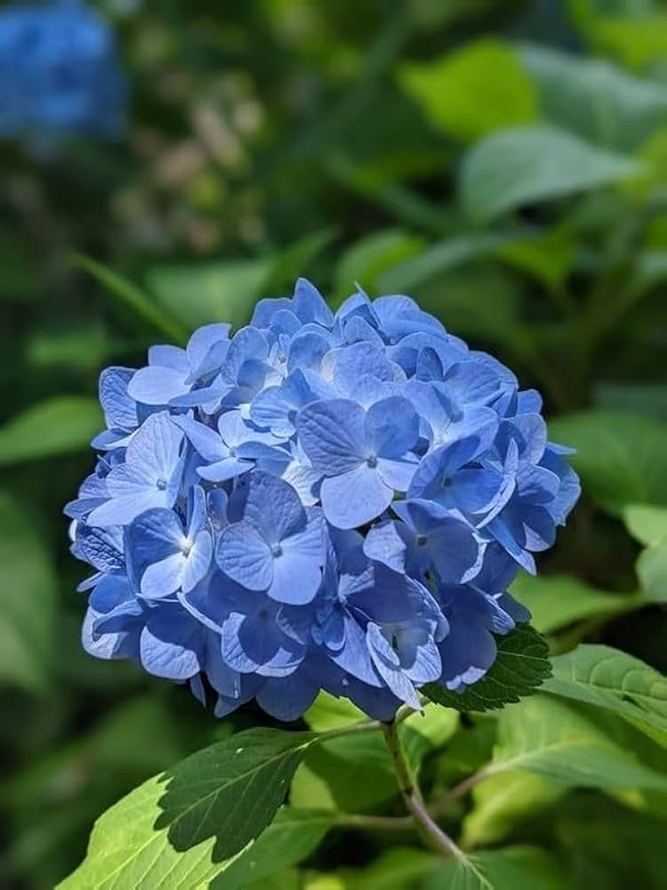 Bush Flower seeds for Planting Long Bloom Season Heirloom & GMO Free Seeds for Home Garden