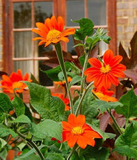Mexican Sonnen 'Torch' Tithonia Rotundifolia Seeds for Planting flower bed