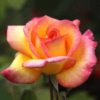 Light Pink & Yellow Rose Seeds for Planting – Heirloom NONGMO Flower Seeds – Easy to Grow Garden Roses 
 
 Sale