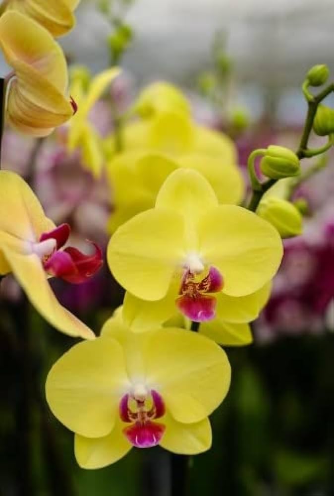 Light Yellow Dendrobium Flower seeds for Planting - Shade Tolerant, Heirloom & GMO Free Seeds for Home Garden