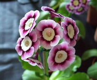 Violet Primula Flower seeds for Planting - Long Bloom Season, Heirloom & GMO Free Seeds for Home Garden