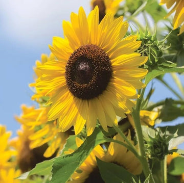 Yellow Hybrid SunFlower seeds for Planting Drought Tolerant Heirloom & GMO Free Seeds for Home Garden 
 
 Sale