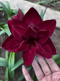 Burgundy Amaryllis Flower seeds for Planting Cottage Garden Essential Heirloom & GMO Free Seeds for Home Garden