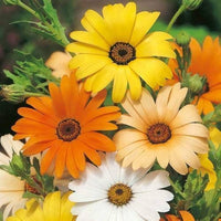 Dimorphotheca Flower seeds for Planting - Bright Blooms, Heirloom & GMO Free Seeds for Home Garden