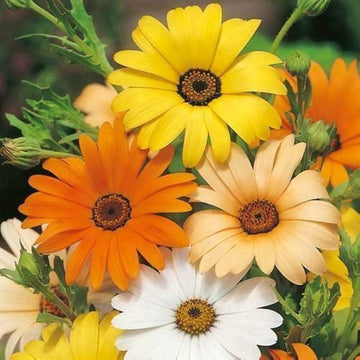 Dimorphotheca Flower seeds for Planting - Bright Blooms, Heirloom & GMO Free Seeds for Home Garden