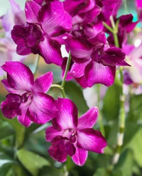 Pink Red Dendrobium Flower seeds for Planting - Drought Tolerant, Heirloom & GMO Free Seeds for Home Garden
