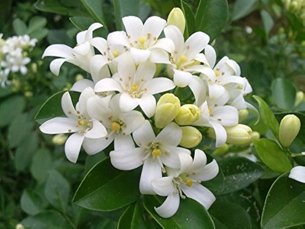 Heirloom Murraya Flower seeds for Planting Vibrant Colors Heirloom & GMO Free Seeds for Home Garden