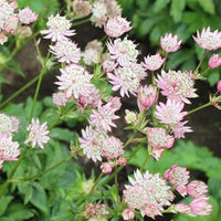 Astrantia Star Umbel Flower Seeds – Bonsai or Garden Display