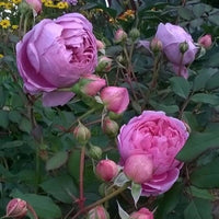 Light Purple Climbing Rose Flower seeds for Planting - Premium Quality, Heirloom & GMO Free Seeds for Home Garden