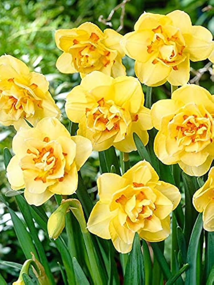 Light Yellow Narcissus Flower seeds for Planting - Colorful Display, Heirloom & GMO Free Seeds for Home Garden