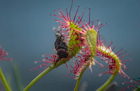 Pale (Pale Pink) seeds for planting in home garden