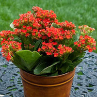 Red Yellow Kalanchoe Flower seeds for Planting Pollinator Friendly Heirloom & GMO Free Seeds for Home Garden 
 
 Sale