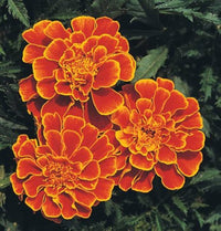 Marigold Janie Spry Französisch Marigold Seeds for Planting flower bed