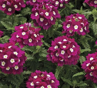 Verbena Logro Burgundy Seeds for Rich Burgundy Garden Flowers