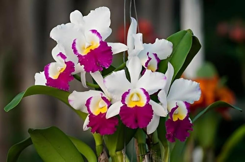 Cattleya Hybrida Flower seeds for Planting - Low Maintenance, Heirloom & GMO Free Seeds for Home Garden