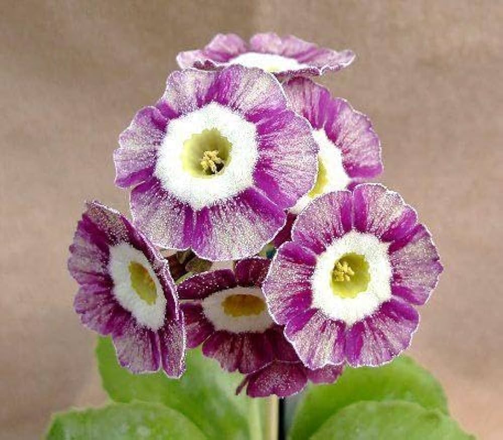 Primula Flower seeds for Planting Garden Favorite Heirloom & GMO Free Seeds for Home Garden 
 
 Sale