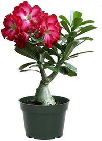 Adenium Desert Rose Mixed Double Petal Seeds