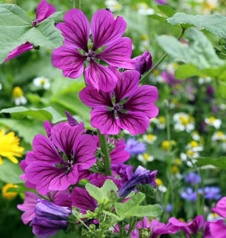 Mallow Flower seeds for Planting - Perfect for Borders, Heirloom & GMO Free Seeds for Home Garden
