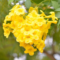 Yellow Campis Radicans Flower seeds for Planting - Low Maintenance, Heirloom & GMO Free Seeds for Home Garden