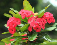 Red Euphorbia Milii Flower seeds for Planting Perfect for Borders Heirloom & GMO Free Seeds for Home Garden
 
 Sale