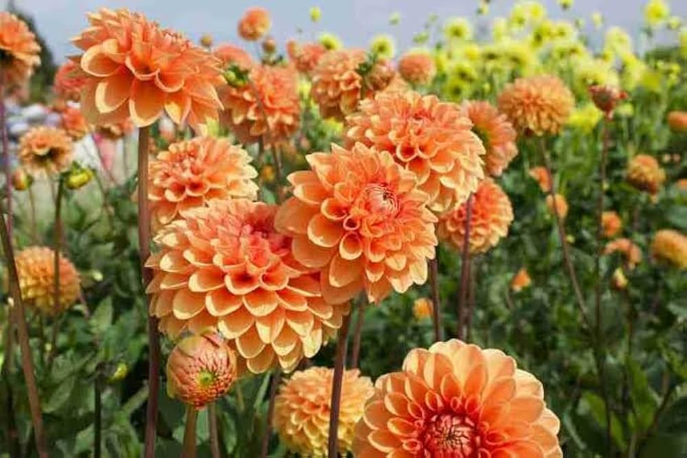 Yellow Orange Dahlia Flower Seeds for Planting Seasonal Bloomer Heirloom & GMO Free Seeds for Home Garden
 
 Sale