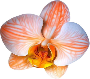 Orange White Orchid Flower Seeds – Garden Favorite Heirloom & NonGMO Seeds for Home Garden
 
 Sale