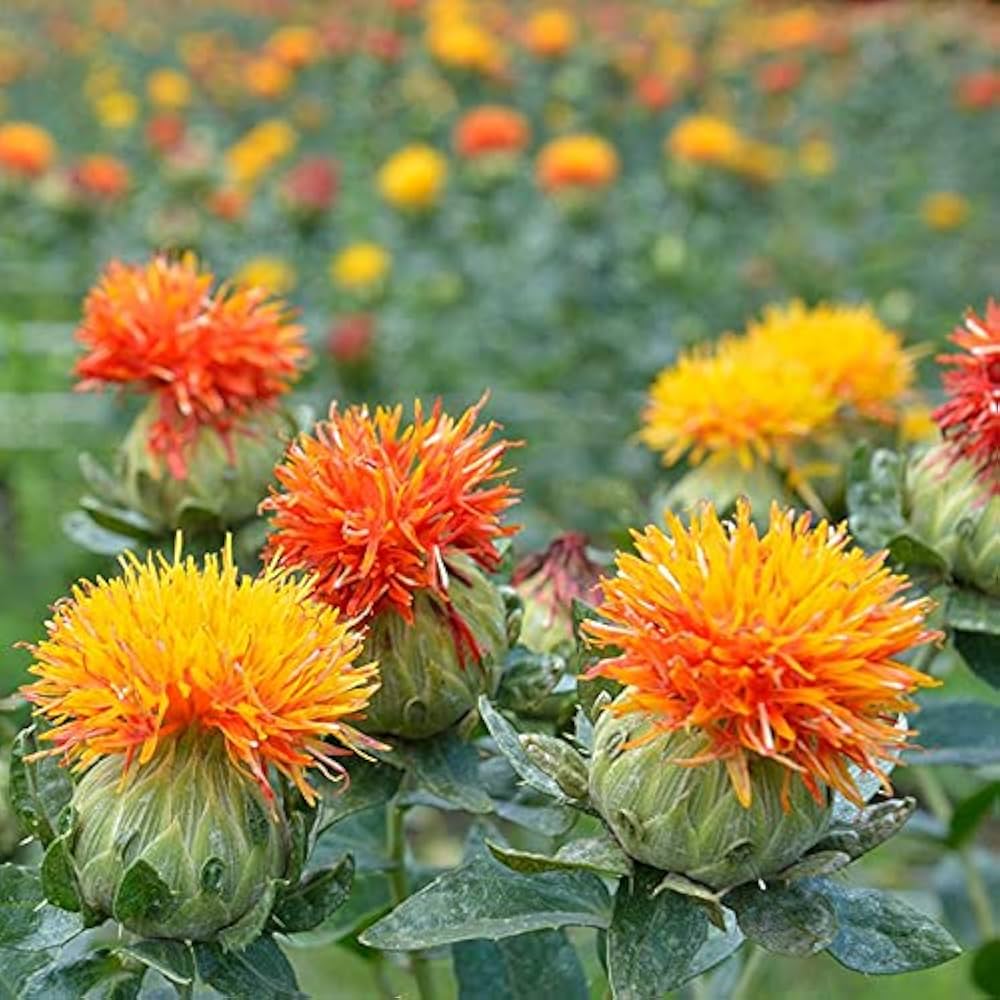 Mixed Carthamus Flower seeds for Planting - Garden Favorite, Heirloom & GMO Free Seeds for Home Garden
 
 Sale for planting in home garden.